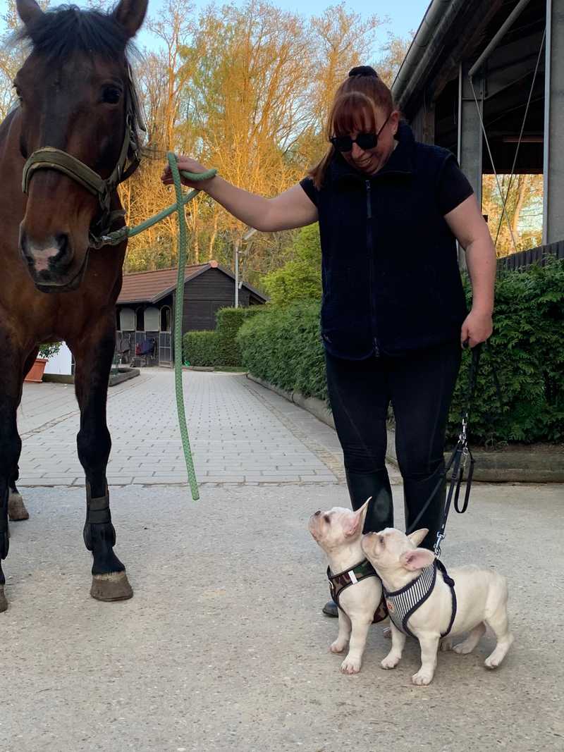 Hund und Pferd 3