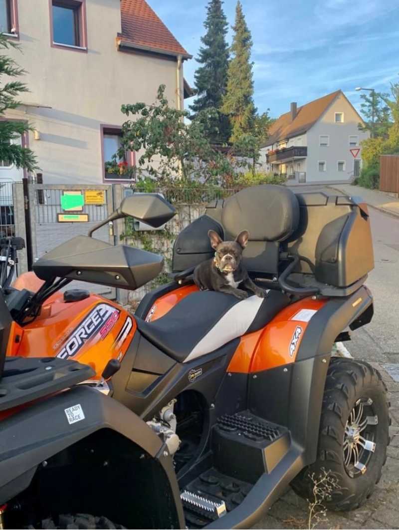 Hunde auf Reisen 18