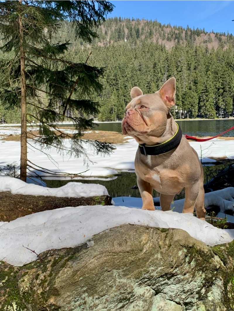 Hunde auf Reisen 10