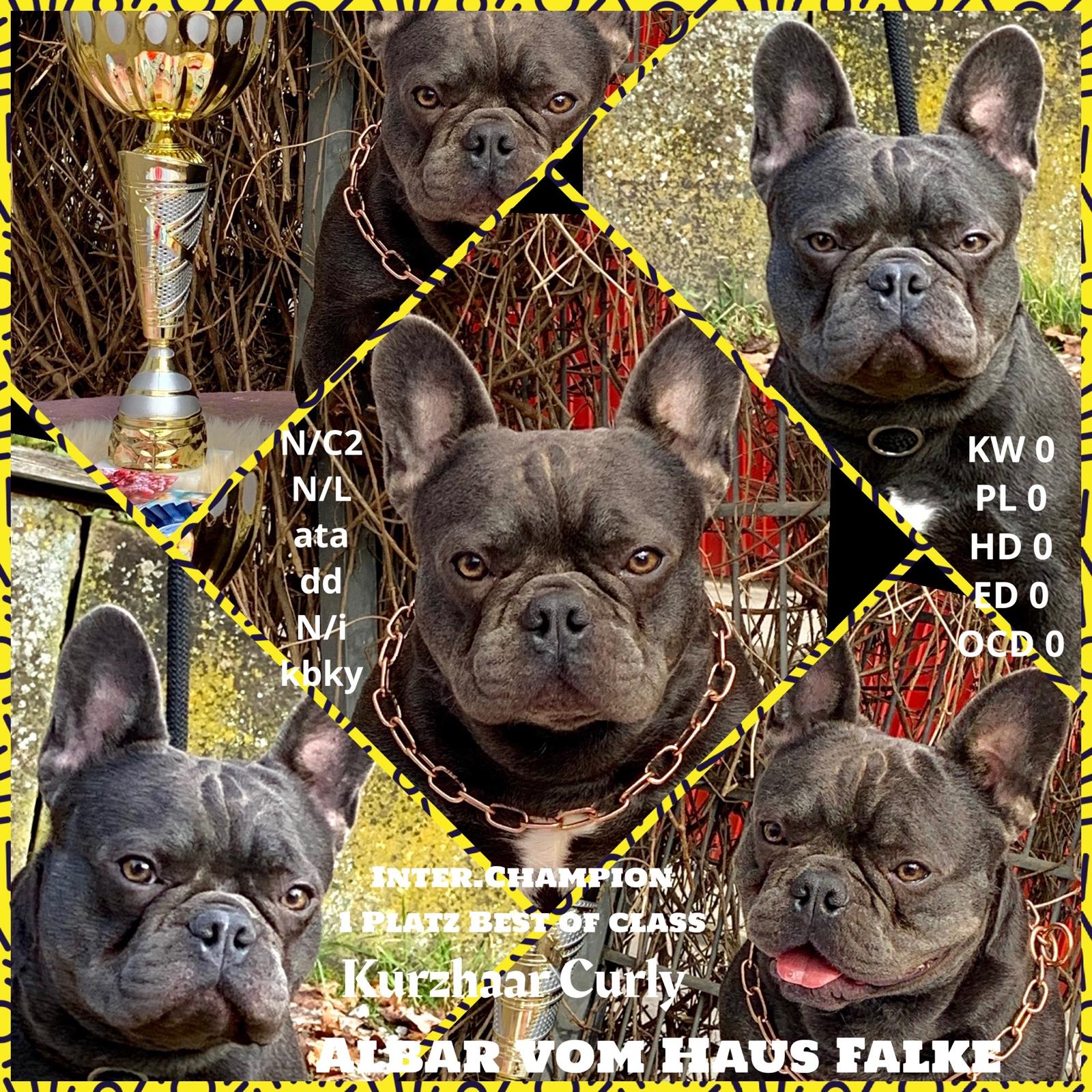 Albar vom Haus Falke