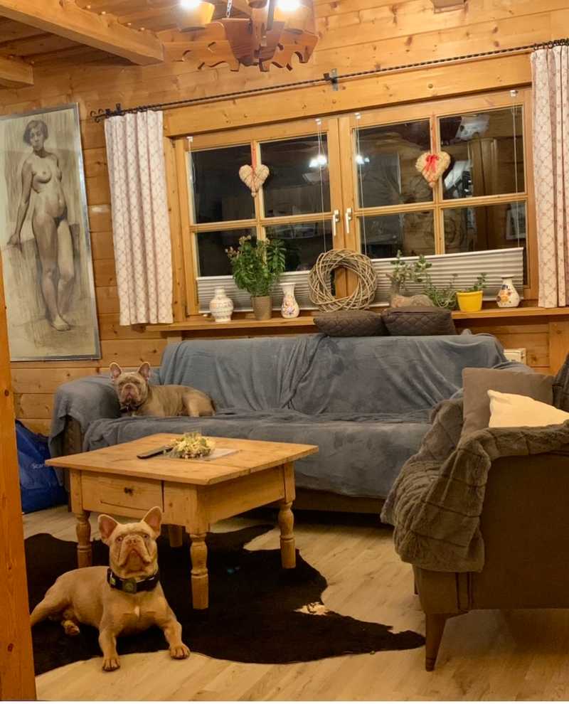 Hunde auf Reisen 9