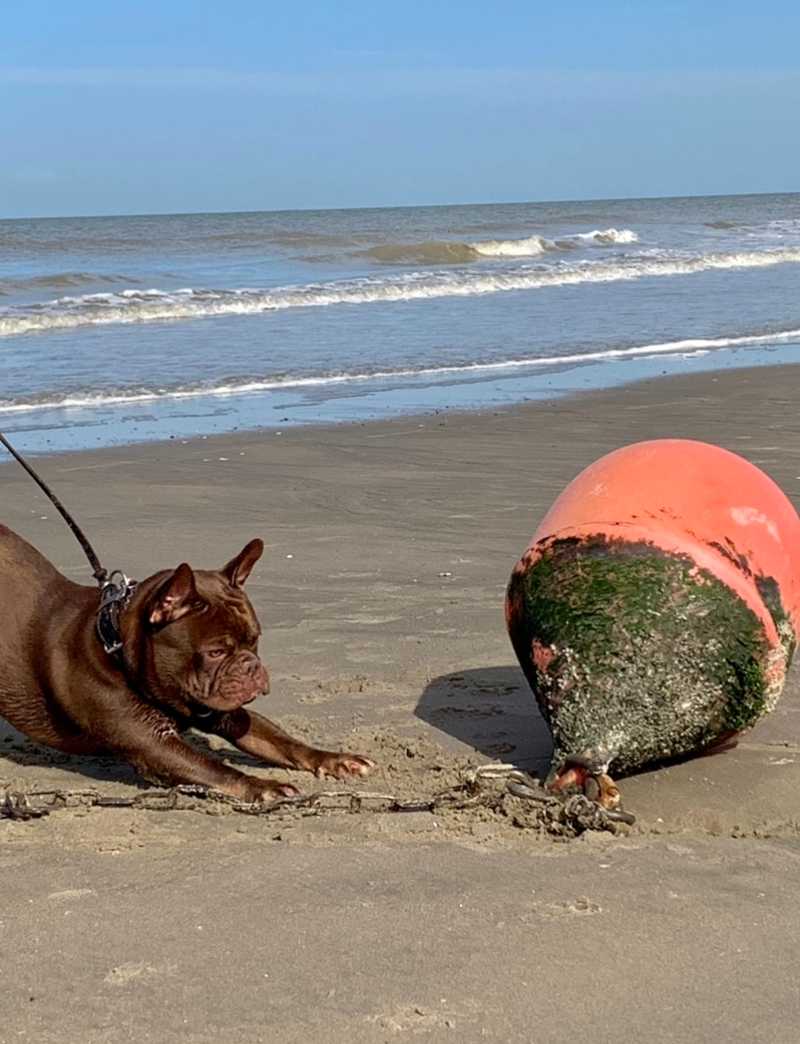 Hunde auf Reisen 2