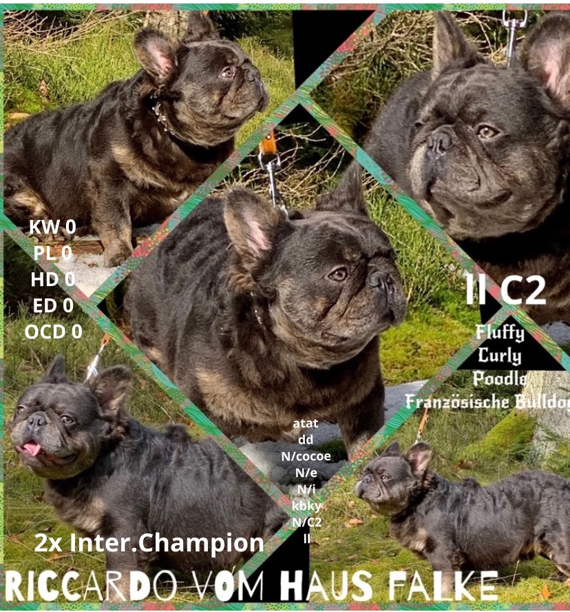 Riccardo vom Haus Falke