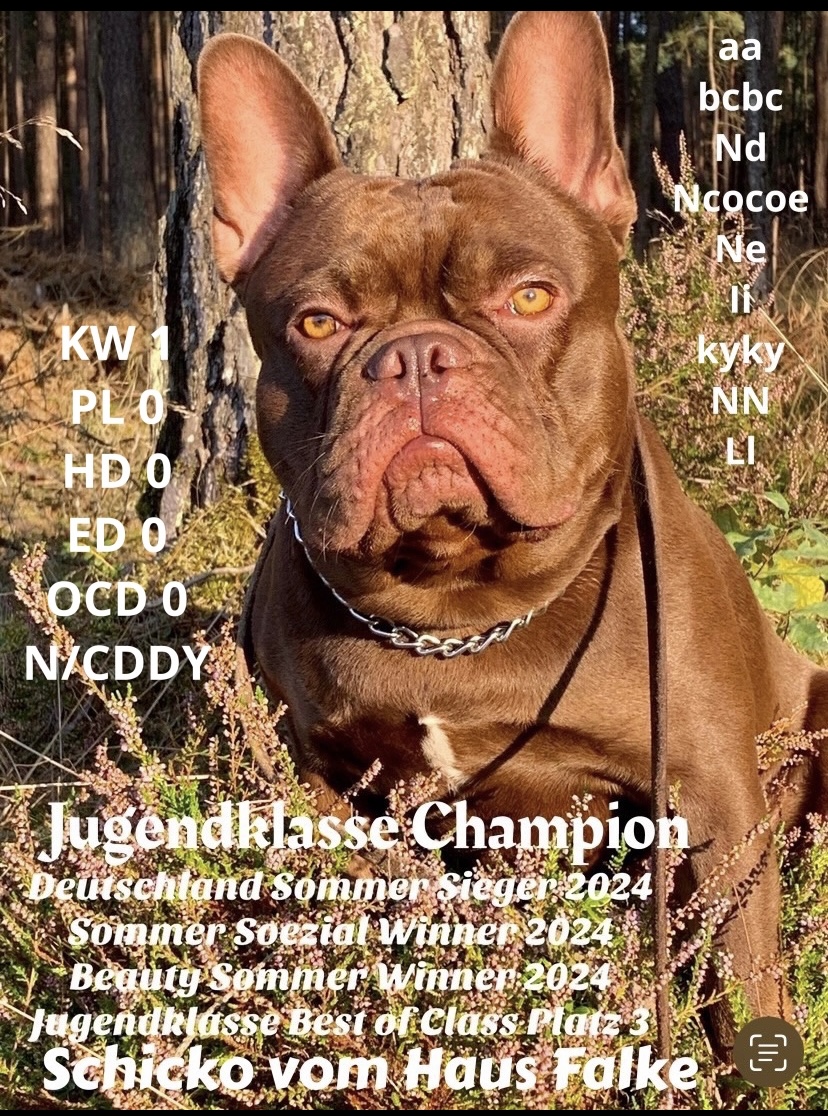 Schicko vom Haus Falke